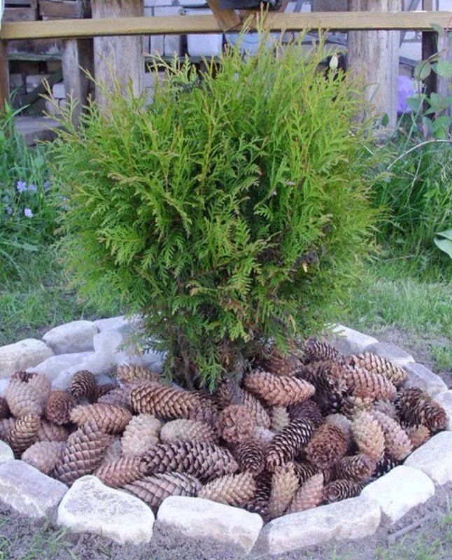 Туя мульчирование шишками