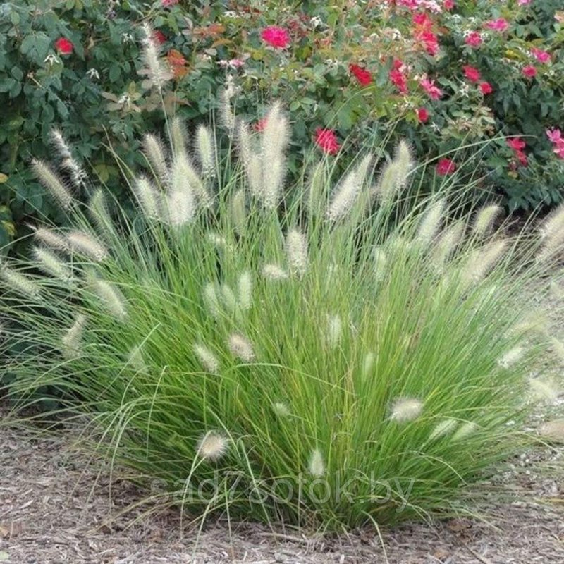 Пеннисетум лисохвостный (Pennisetum alopecuroides)