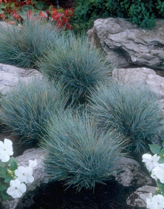 Красуля сизая