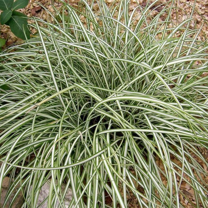 Осока Морроу (Carex morrowii 'variegata) р9