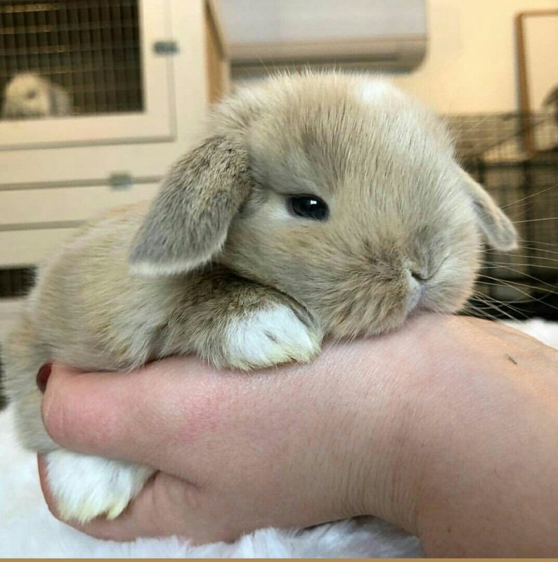 Карликовый Длинноухий кролик