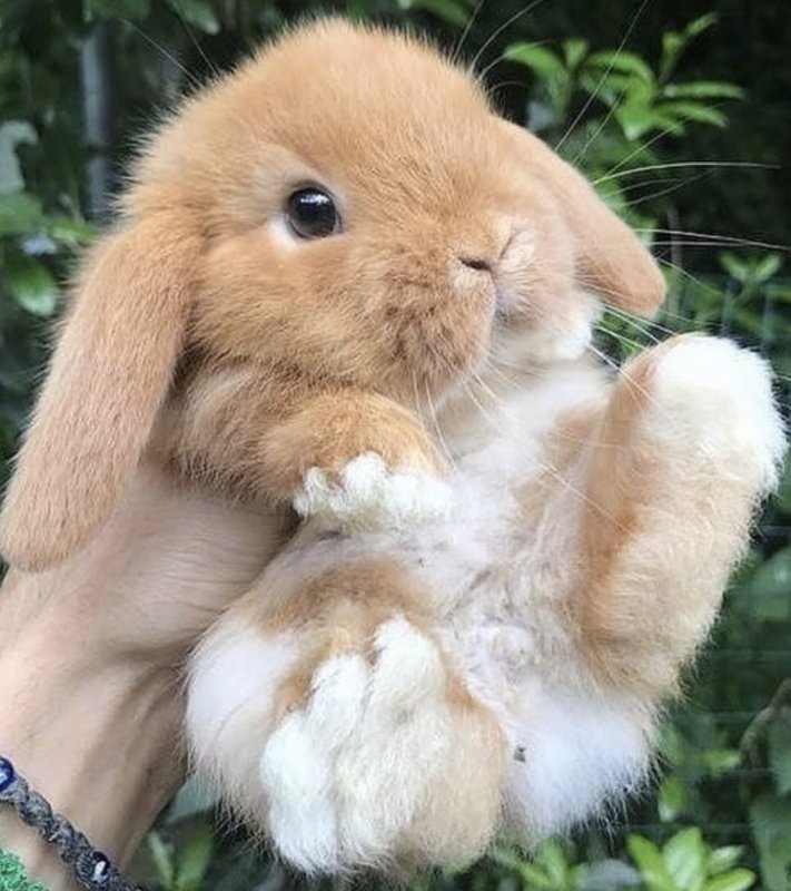 Кролик домашний