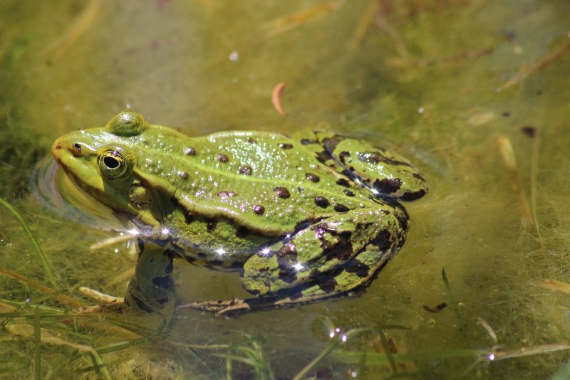 Bullfrog лягушка