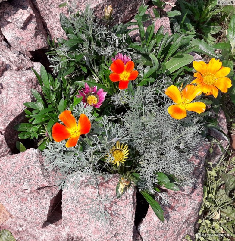 Аленький цветочек многолетник