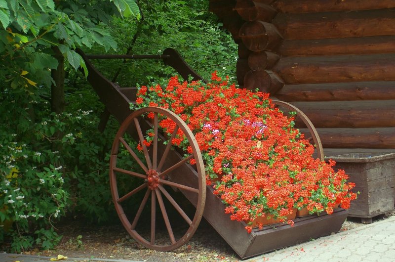 Клубника в ландшафте сада