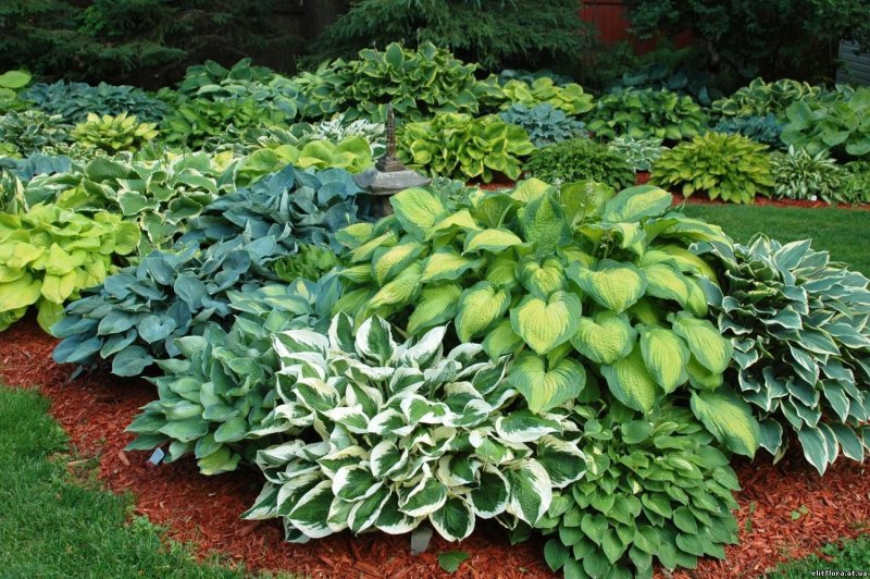 Хоста Garden Party