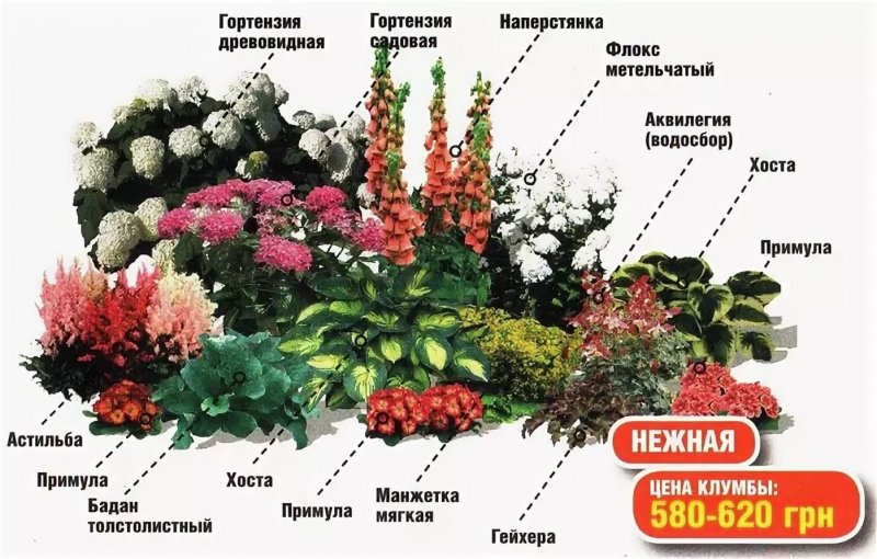 Цветы многолетники низкорослые тенелюбивые