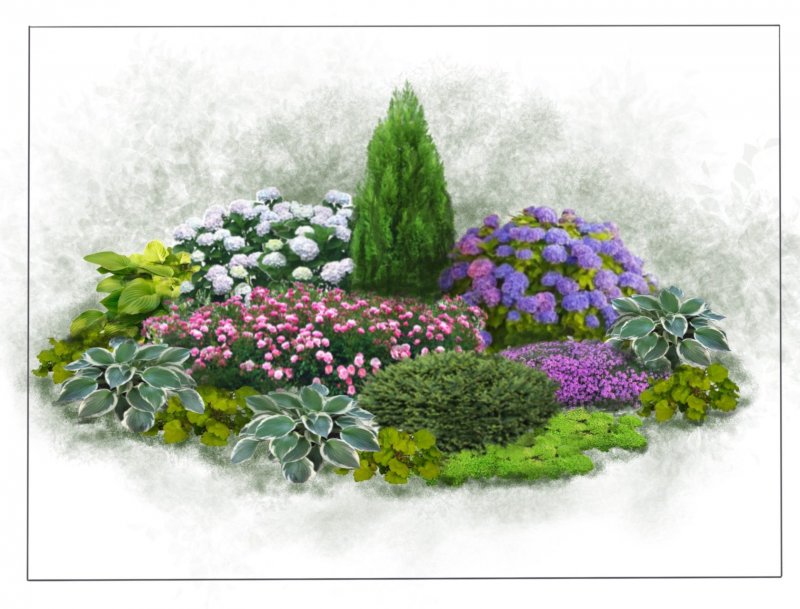Клумба из многолетников Хоста, Хризантема