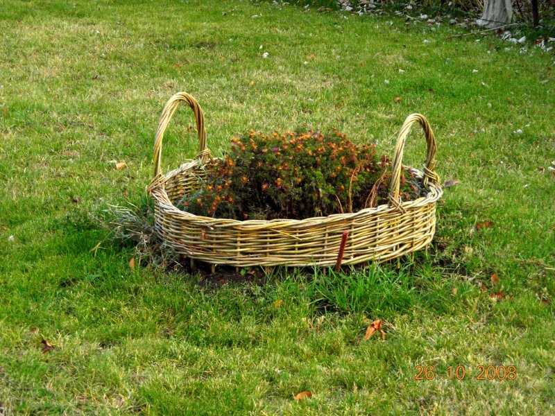 Клумба корзина из ивовых прутьев