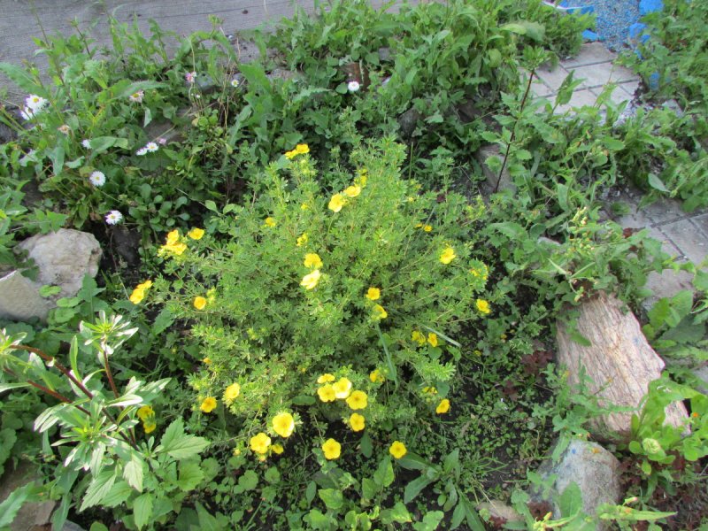 Камчатский чай кустарник