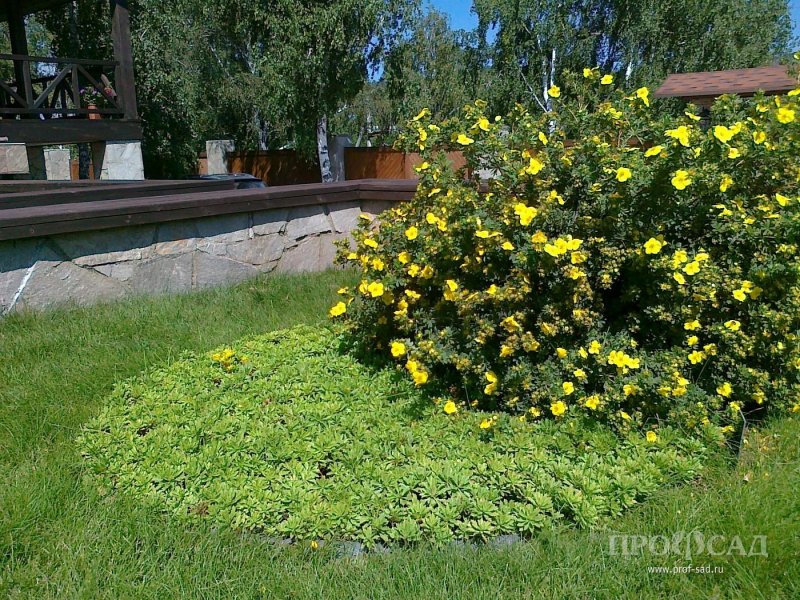 Лапчатка Живая изгородь