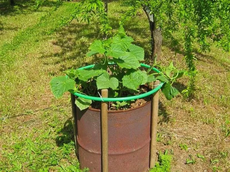 Бочка для огурцов
