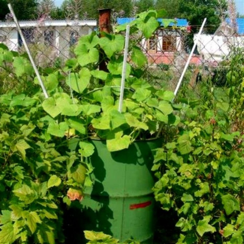 Клумба в бочке