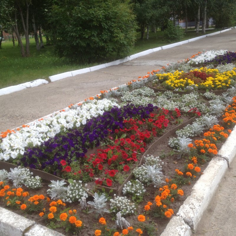 Клумбы в школе