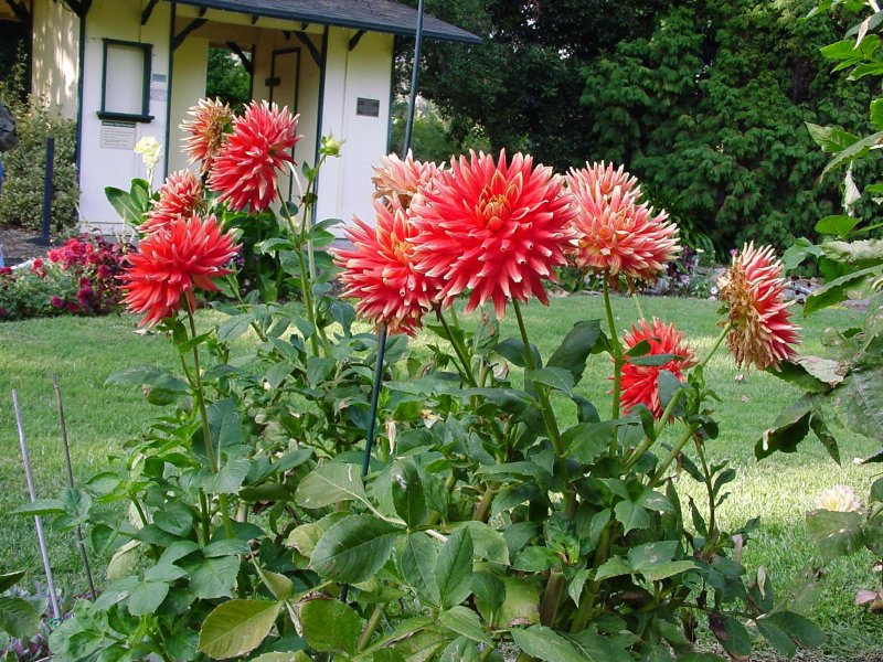 Георгина Кристина