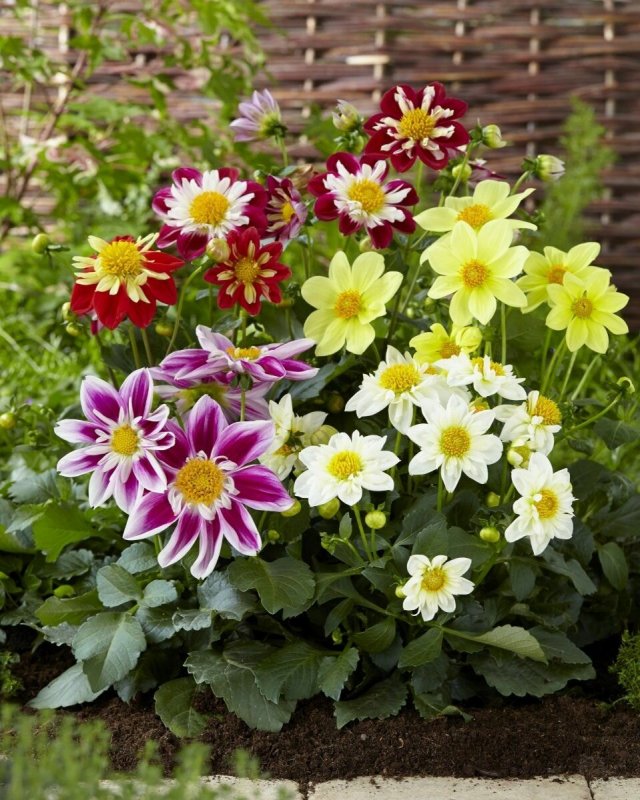 Георгины Dahlia Mix