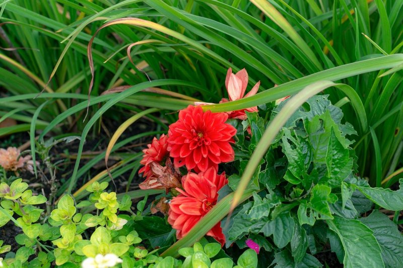 Plants of autumn Flower Beds names and photos Legends and beliefs
