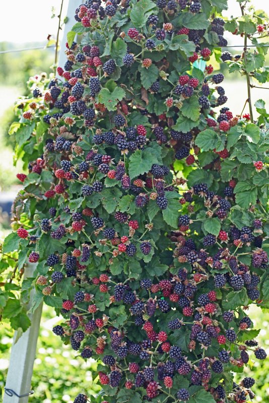 Ежемалина Логанберри куст на шпалере