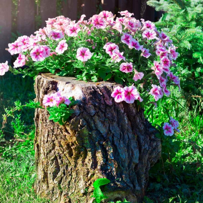 Клумба на пне своими руками