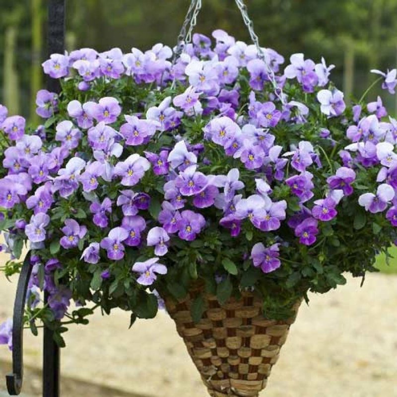 Виола ампельная Freefall f1 Lavender