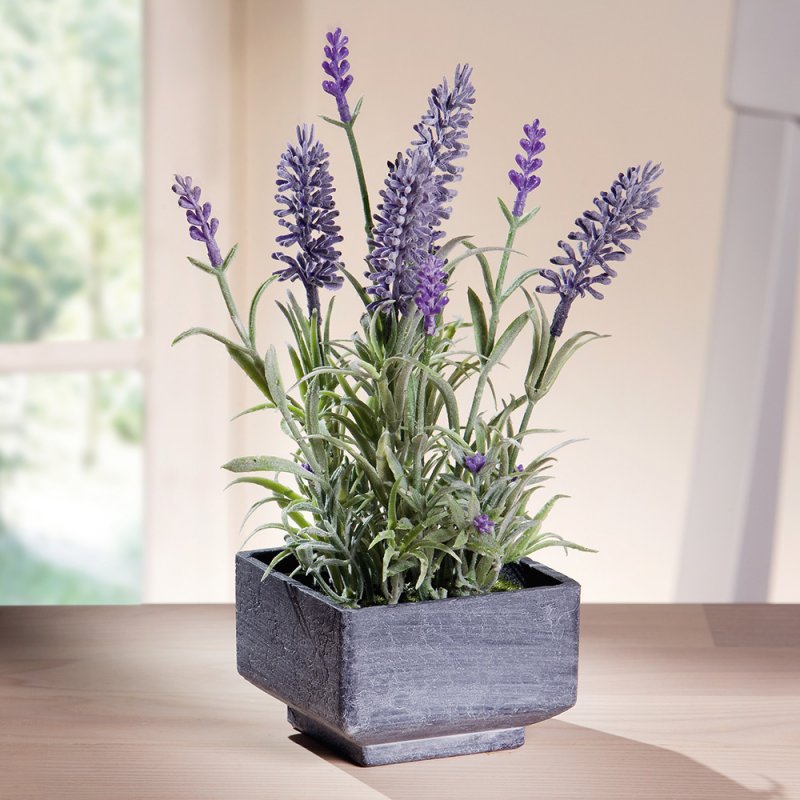 Lavandula растение