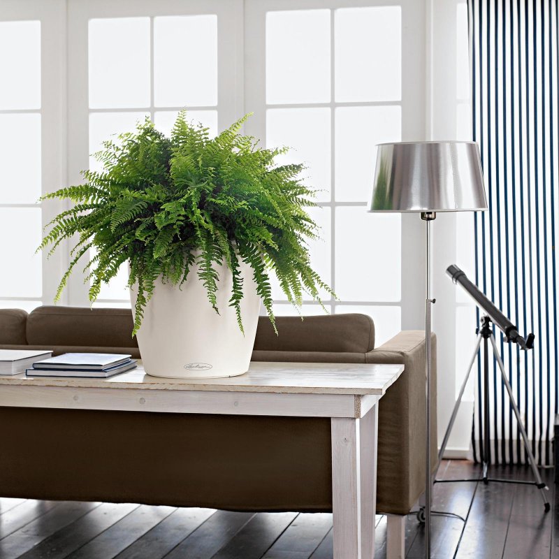 Lechuza Classico Color 35