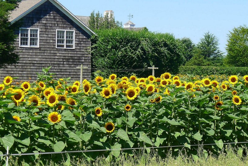 Подсолнух Джайнт Санголд (giant Sungold)