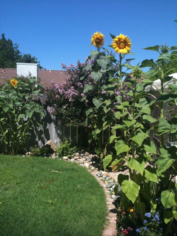 Семена подсолнечник Helianthus annuus Pacino Cola
