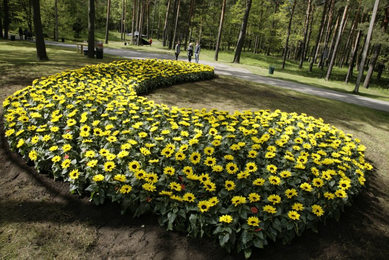 Декоративный подсолнух на даче в открытом грунте