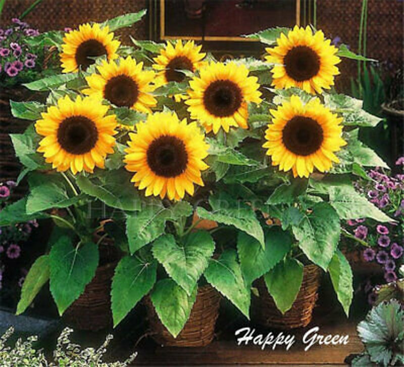Подсолнечник низкорослый f1 Sunny smile
