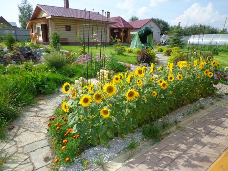 Клумбы с подсолнечником