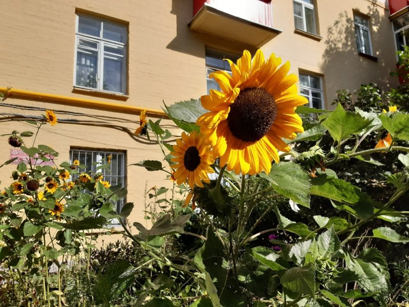Как должны выглядеть живые Подсолнухи