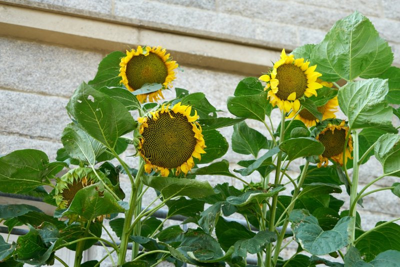 Семена подсолнечник Helianthus annuus Solara