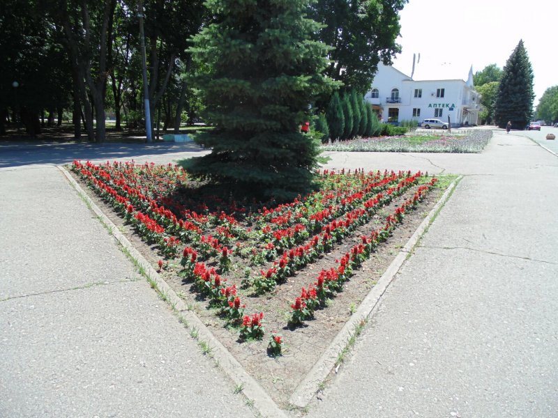 Клумбы города Шахтерск для 1 класса