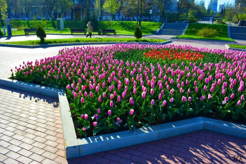 Цветники в городе
