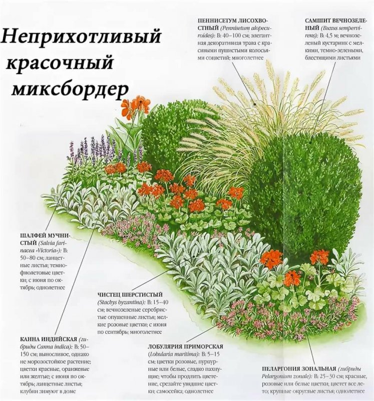 Клумбы миксбордеры схема