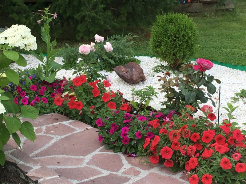 Петуния с розами на клумбе