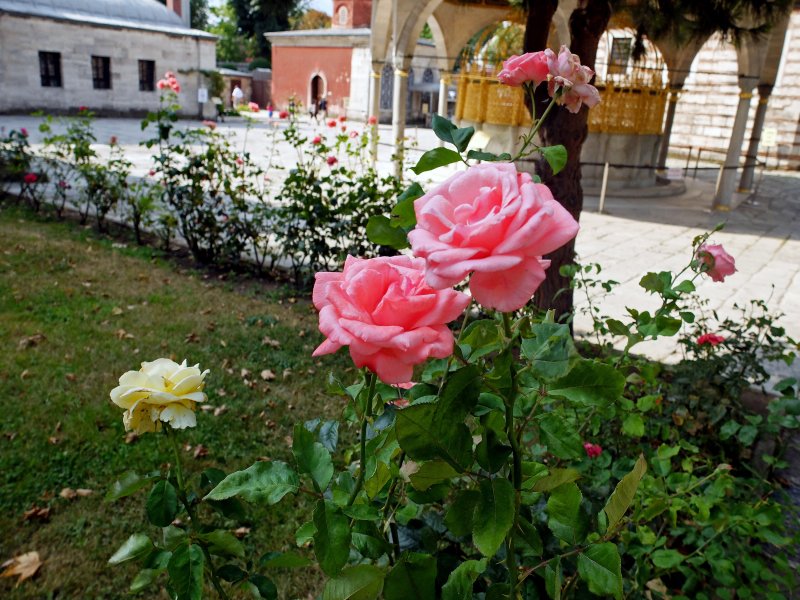 Краснодар фото дворов с розами