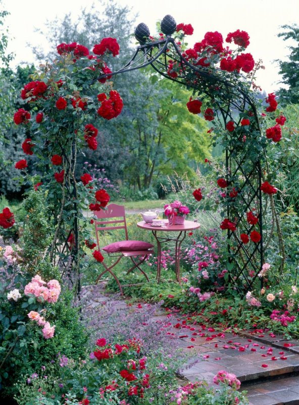 Розы в саду Cottage Garden