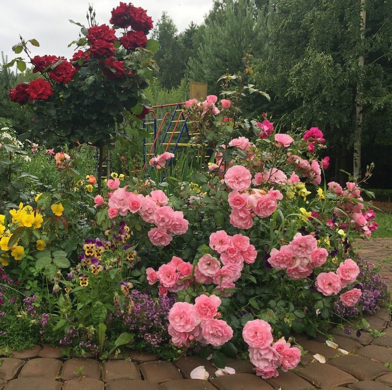 Цветники с розами на даче
