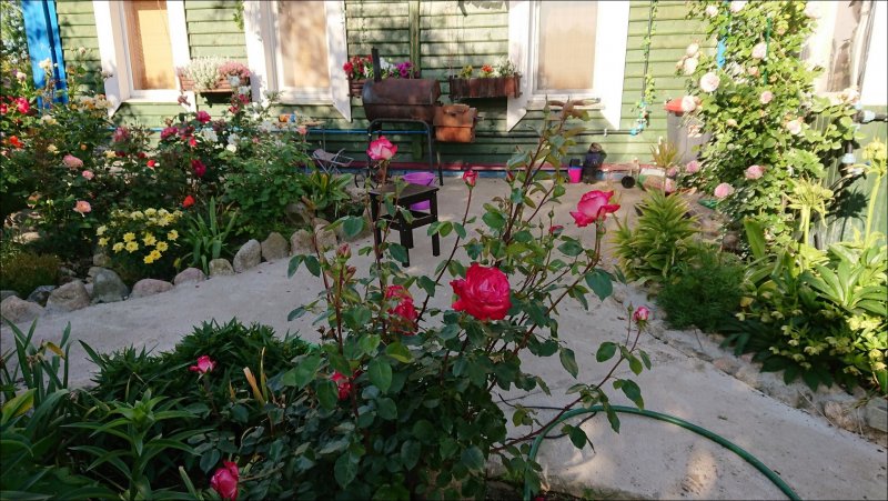 Розы на дачах Орбита Абакан