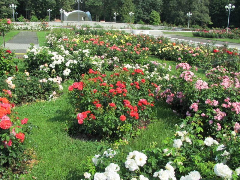 Роза Розария Югторсан