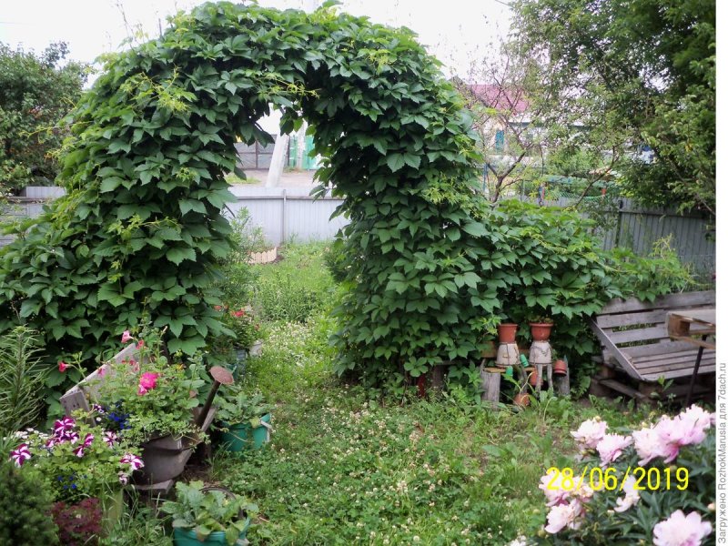 Арка с девичьим виноградом