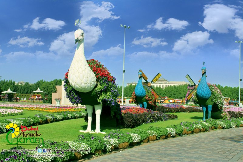 Павлин на площади в Курске