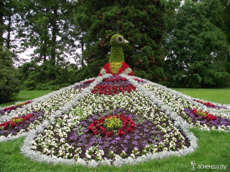 Клумба павлиний хвост