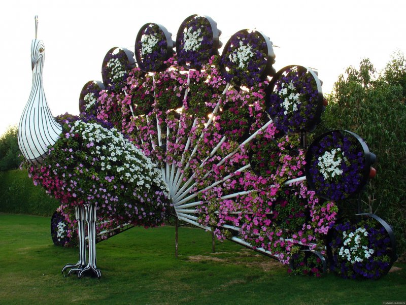 Павлины в Курске