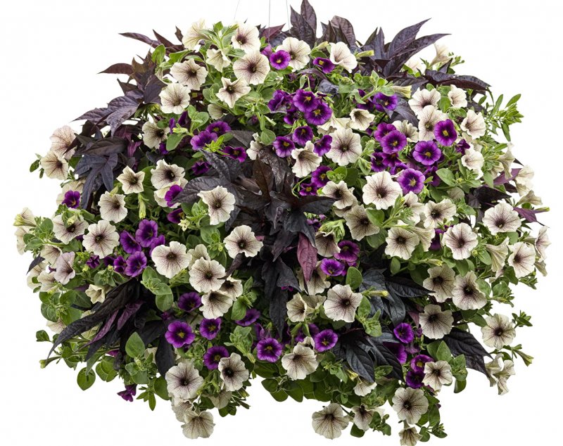 Calibrachoa SUPERBELLS grape Punch