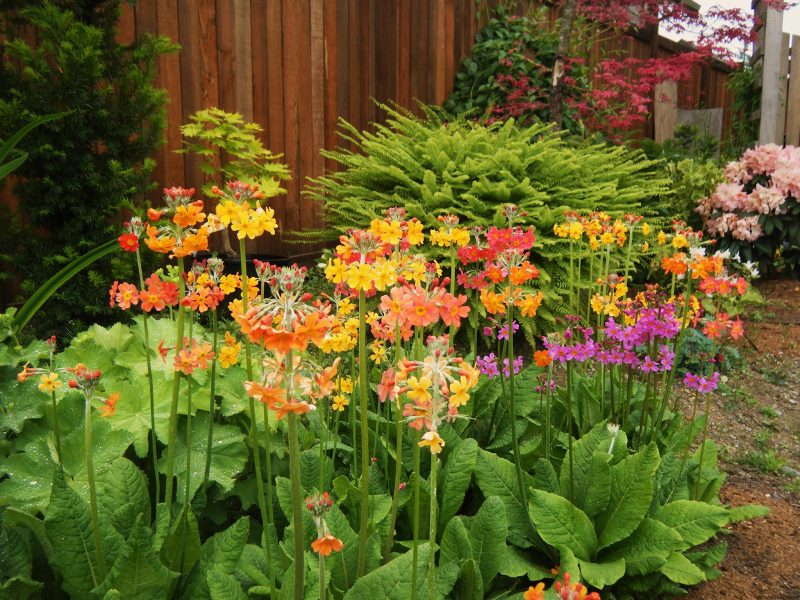 Primula candelabra