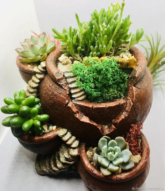 Горшки для кактусов и суккулентов