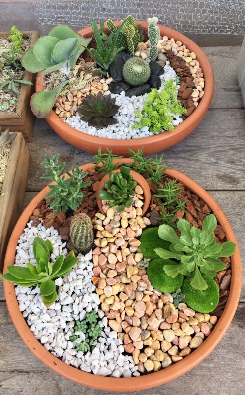 Мини садики из суккулентов